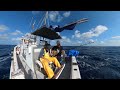Explanation of how to fish marlin! Live bait trolling Please turn on subtitles