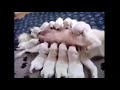 Milk eating puppies