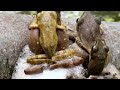 An Ant War Broke Out After Adding Water Beasts into My Giant Rainforest Vivarium | S1 Ep. 8