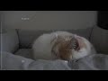 (Cat Cam) CAT lofi - everything is gonna be okay - Sleepy Cat Music