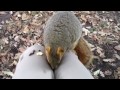 Lake Merritt squirrels