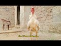 Aseel Roosters Crowing Sound Effect in Slow motion | Aseel Murga ka Sound Slowmo | Unique Pets World