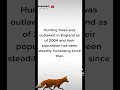 RoboDad_ The Red Fox Of Britian. #shorts #educational
