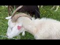 Blakely Goats
