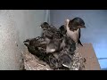 Swallows Nesting Day by Day