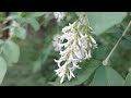 Fragrant white flowers encountered on a walking path, healing for the mind, musical walk