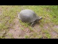 Blanding Turtle Full Video