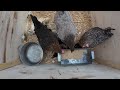 My three hens shared 27 chicks - وضع بيض الدجاج الفاخر تحت الدجاج