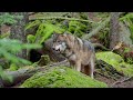Animal Paradise 8K ULTRA HD - Relaxing Scenery Film With Soothing Music