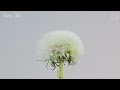Growing Dandelion 🌱 from Seed to Seed Head (1 Year Time Lapse)