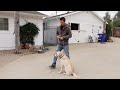 My most detailed leash walking/leash reactivity video ever (Part 1 of 2)