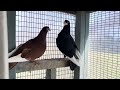 My Dad’s Pigeon Coop Loft Hobby Design Raising Bearded Rollers Pigeons filmed by The Aubin Girl