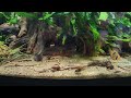 Breed amphipods in your planted tank: the easiest freshwater live food