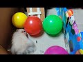 Hamster Escape | Funny hamster Maze | Obstacle courses for hamster