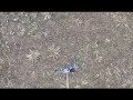 A drone is used to recover a fallen drone in Ukraine.