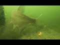 Common bream (Abramis brama) underwater video - Braxen undervattensvideo