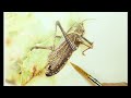 Bug Colored Pencil Drawing Progression and Timelapse