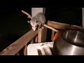 Florida backyard wildlife. Baby 'possum on my porch.