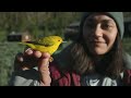 Mapping Migrations: The Bird Genoscape Project | HHMI BioInteractive Video