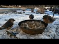Bluebird family at feeder in Maine! Things can get heated.