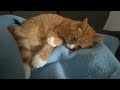 Joey wants you to relax with his purring sounds after a hard day at work #cat #relaxing #asmr