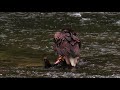 Eagle eating salmon on Quinsam river