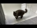 A video of my cat (part 5)