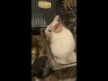 Chinchilla sandbath/dustbath. Chin scratches too.  Picchu the chinchilla