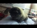 DOG PUG TRIES TO SLEEP WHILE SITTING!!!!! MUST SEE