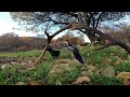 Woodpecker on Stag Antlers #woodpecker #birds #birding #birdlovers #birdlife #birdcam #birdfeeding
