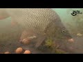 Bream, carp and tench feeding underwater