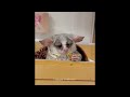 Cute baby animals Videos Compilation cute moment of the animals - Cutest Animals #2