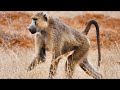 Wild Animals 4K Around the World🦁 Relaxation Film by Relaxing Music Piano and Video Ultra HD