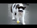 Cute Baby Animals | Funniest Animals 2024 😂 Best Funny Cats and Dogs 😻🐶 Part 01
