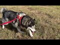 Arguing With My Husky About His Harness AGAIN!