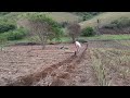 @edmilsonpiscinaejardins5578 plantação de mudas de abacaxi