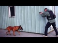 Wade Morrell Tactical K9 Demonstration with Malinois