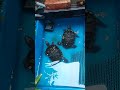 Suzanne Vvlog is live cleaning turtle tank