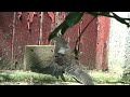 Sunbathing Blackbird