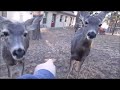Feeding Deer / Ruidoso New Years Eve 2017