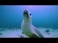 Bajo el Mar Rojo 4K - Hermosos Peces de Arrecife de Coral - Animales Marinos Para Relajarse