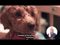 Things Nobody Told You About Owning a Cavoodle? - Vet Dr Alex