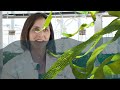 Let’s Talk About Microalgae, Their Cultivation and Quirks With Dr. Carneiro