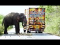 Avoid feeding wild elephants දොරේ ගලා ගිය භක්තිය Elephant soul