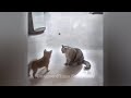 So Funny! Funniest Cats and Dogs 2024 🐶😅 Funniest Catss 😍😍