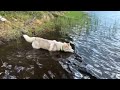 Huskies Dive Into the Lake for Food And Sing With a Breathtaking Howl!