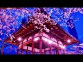 【和風BGM】夜桜の幻想的な琴と篠笛の春和風BGM  【勉強・作業・著作権フリー】