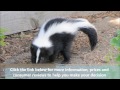 Learn How to Get Rid of Skunks Fast | BEST Repellent for Getting Rid of Skunks | How to Repel Pests