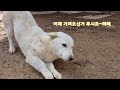 고기앞에서 녹아내리는 강아지애교ㅋ(산강아지 근황)