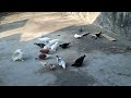 #My All Pigeon update comment pannu ka like pannu ka share pannu ka subscribe pannu ka#  Please